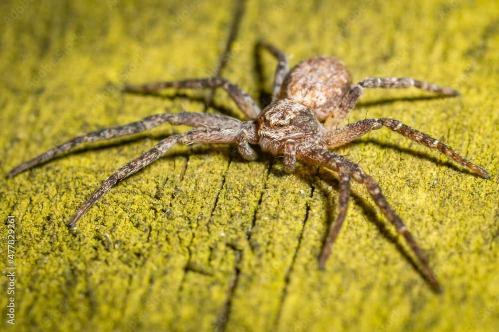 Philodromidae, also known as philodromid crab spiders Philodromidae, also known as philodromid crab spiders