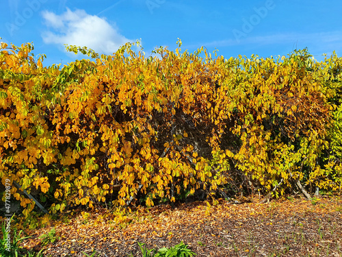 Celastrus Orbiculatus a woody flowering vine plant with golden yellow leaves and a small yellowish flower in the autumn fall and commonly known as Oriental bittersweet, stock photo image photo