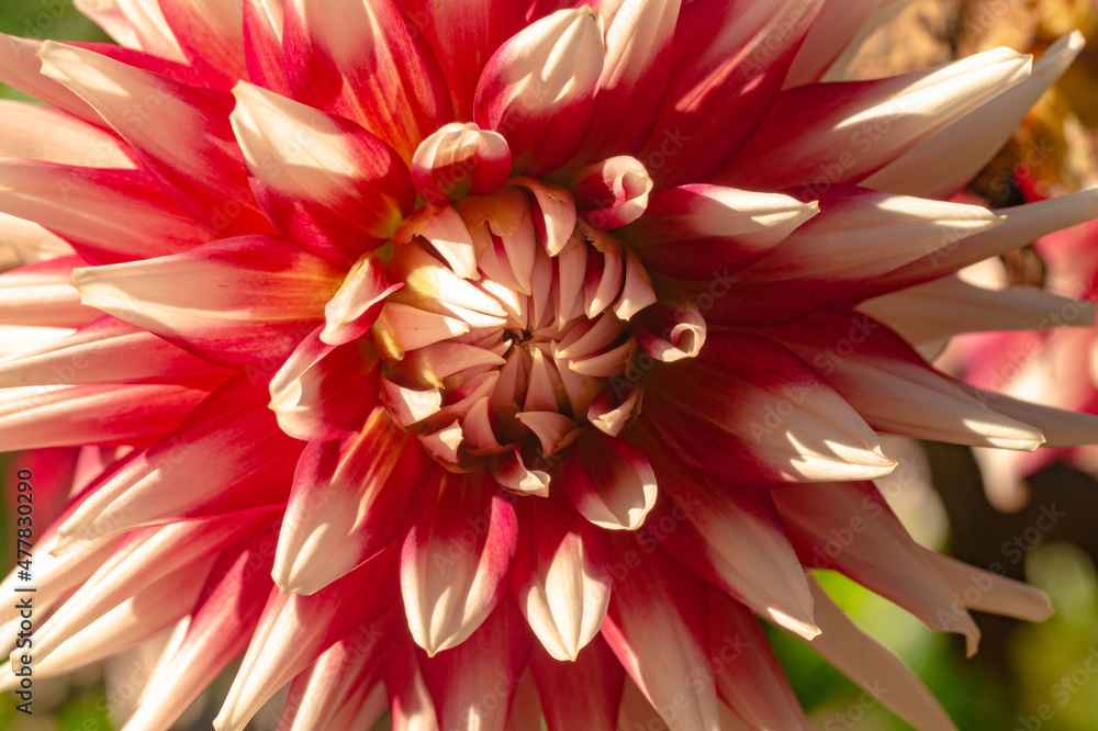 Close up of a dahlia Close up of a dahlia