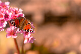 Nature photo of a peacock butterfly on a flower