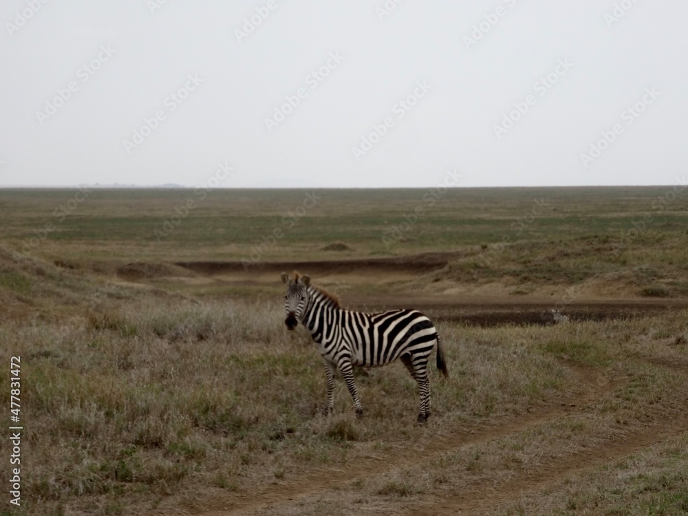 Naklejka premium Zebra im Nogorongoro Krater, Tanzania