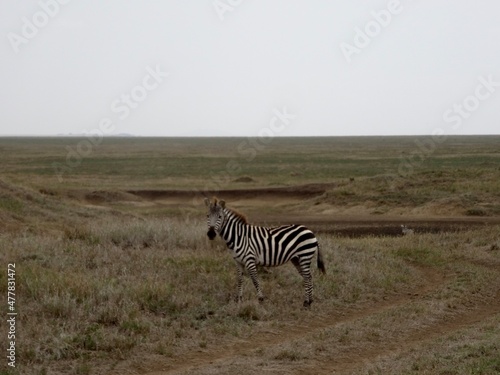 Zebra im Nogorongoro Krater  Tanzania