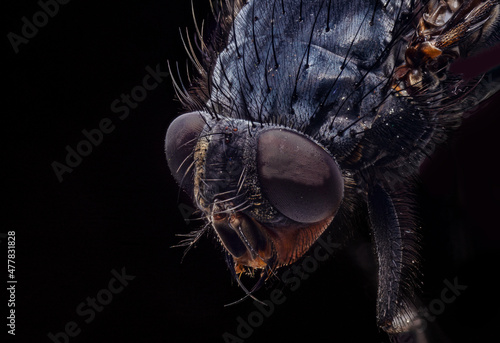 Close up of a housefly with lots of details
