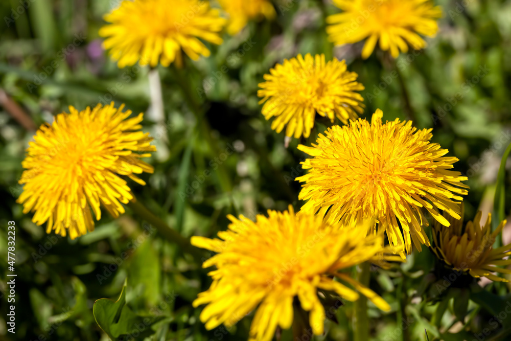 a field with yellow blooming dandelions in the spring season a field with yellow blooming dandelions in the spring season