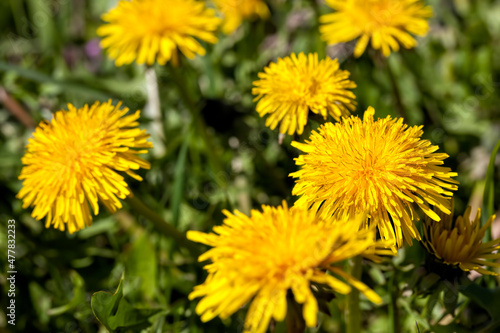 a field with yellow blooming dandelions in the spring season