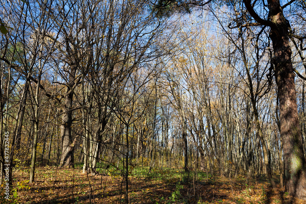 deciduous trees in the autumn season during leaf fall deciduous trees in the autumn season during leaf fall