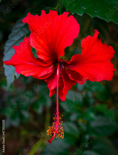 red hibiscus flower in the garden