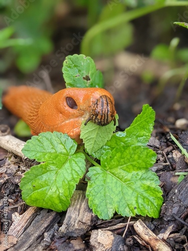 Large snail in the woods