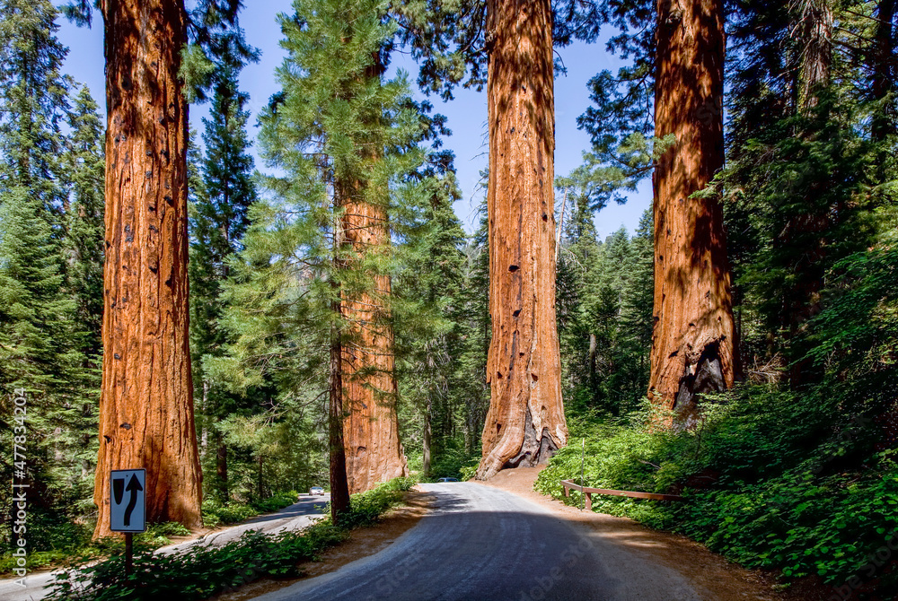 Fototapeta premium famous big sequoia trees
