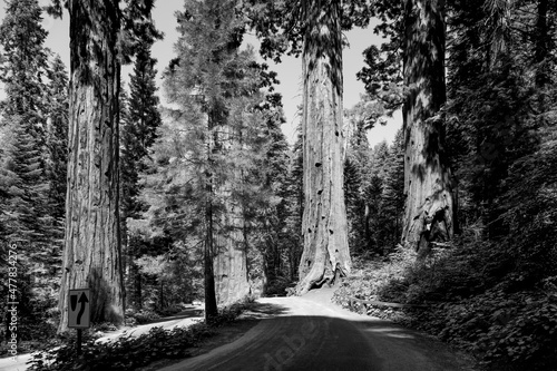 famous big sequoia trees