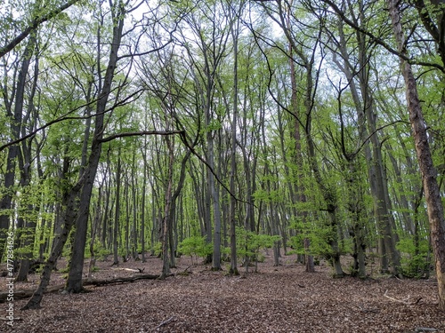 Beech forest in summer - Teutoburg Forest