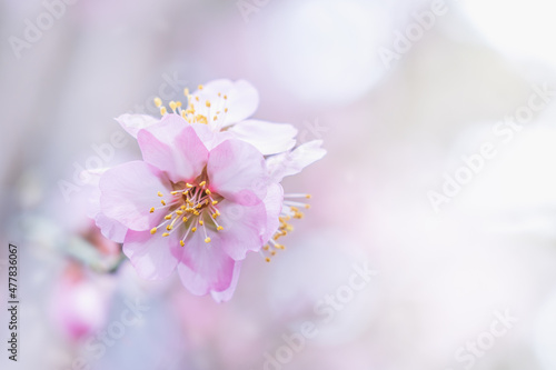 Pink almond flower on a branch in early spring with bokeh (out-of-focus parts of an image)