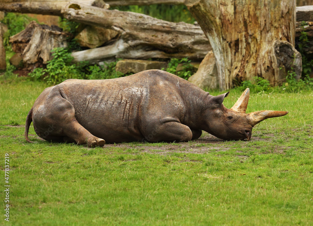 Fototapeta premium The Eastern black rhinoceros (Diceros bicornis michaeli) has a rest on the green grass. Old wood in the background.