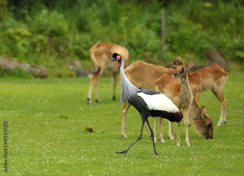 The grey crowned cranes (Balearica regulorum), also known as the African crowned crane, golden crested crane, on the greaan grass with open wings.