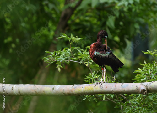 The northern bald ibis, hermit ibis, or waldrapp (Geronticus eremita) on the old branch.