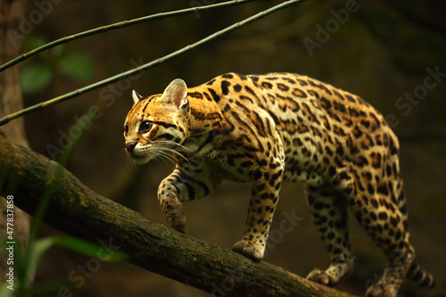 The American spotted cat (Leopardus pardalis) walking on the branche. Dark background.
