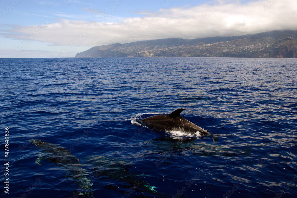 Fototapeta premium Madeira, Portugal, Dolphins in the atlantic ocean (c)WOB