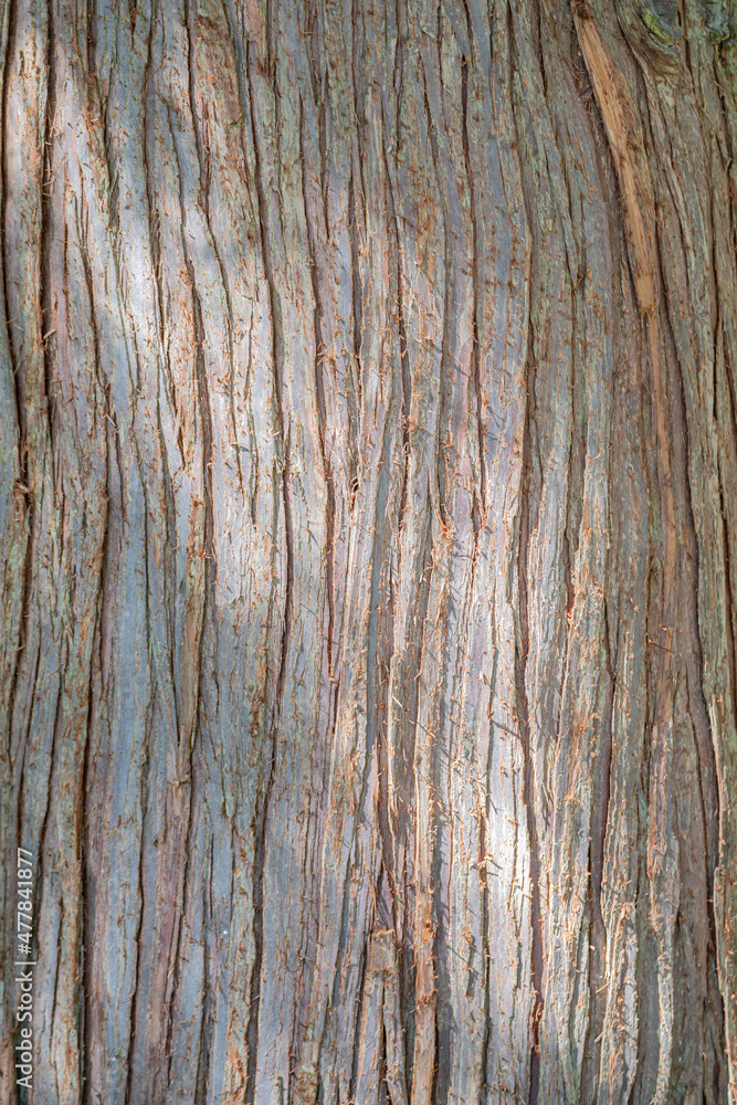 Ancient forest dry tree trunk bark, closeup, details, as a background texture. Ancient forest dry tree trunk bark, closeup, details, as a background texture.