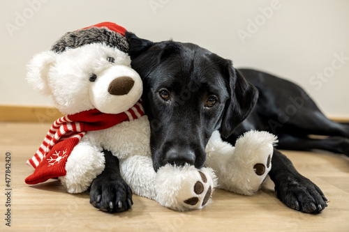 Samen met ijsbeer knuffel photo