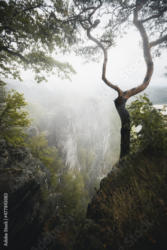 Schlechtes Wetter mit Regen und Nebel in den Sanstein Felsen der Sächsischen Schweiz in Sachsen Deutschland mit Baum Holz Rinde