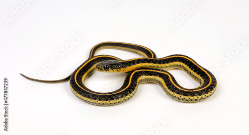 Aquatic garter snake // St. Diabolo Strumpfbandnatter (Thamnophis atratus zaxanthus) photo