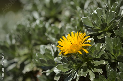 Flora of Fuerteventura - Asteriscus sericeus  the Canary Island daisy  silky silver leaves natural macro floral background 