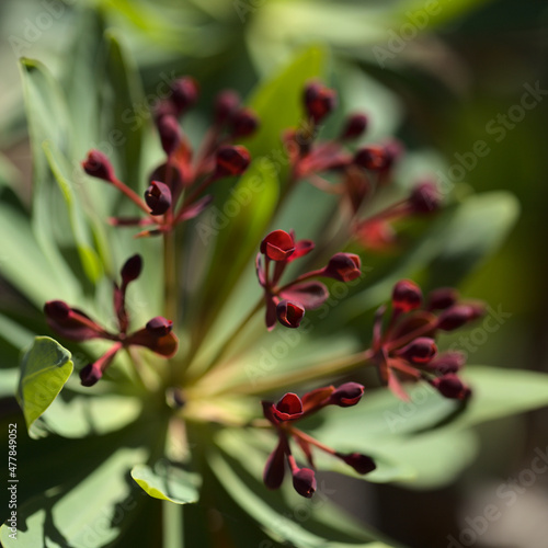 flora of Tenerife - spurge Euphorbia atropurpurea, endemic to Tenerife, natural macro floral background 