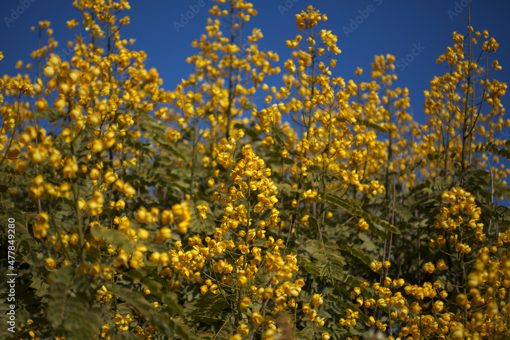 Obraz premium Yellow flowers of Senna spectabilis, golden wonder tree, natural macro floral background