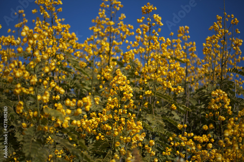 Yellow flowers of Senna spectabilis, golden wonder tree, natural macro floral background