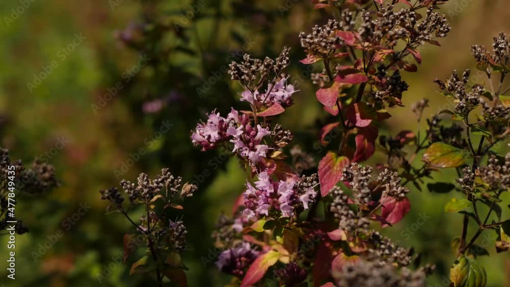 Mint growing in the garden close up. Herb blooming 4k video. Alternative medicine ingredients. Mint growing in the garden close up. Herb blooming 4k video. Alternative medicine ingredients.