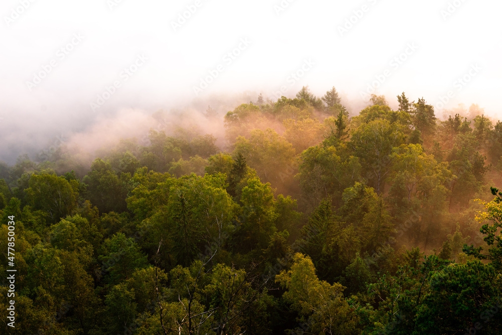 Wald mit Nebel Wolken am Morgen zum Sonnenaufgang