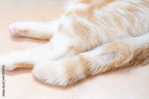 Cat's tail with fungal lesions and the cat is sleeping on the orange tiled floor : Cat health and cleanliness