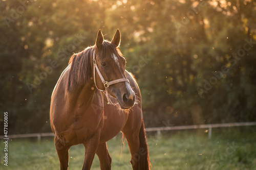 Thoroughbred horse on pasture during sunset