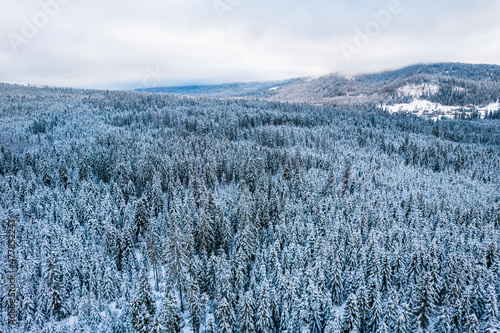 Snow Covered Spruce Tree Forest at Winter. Drone View