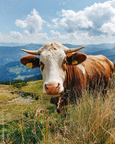 Happy cow in austrian alps