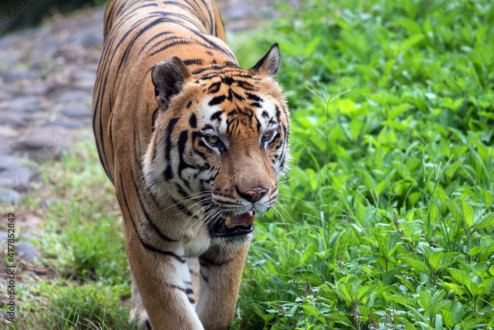 Fototapeta premium Close up photo of Bengal tiger