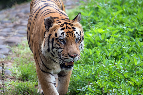 Fototapeta Naklejka Na Ścianę i Meble -  Close up  photo of  Bengal tiger