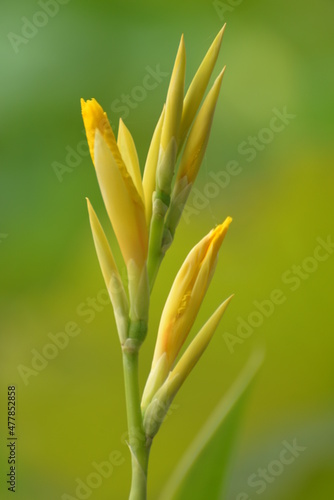 Close-up of yellow flowers