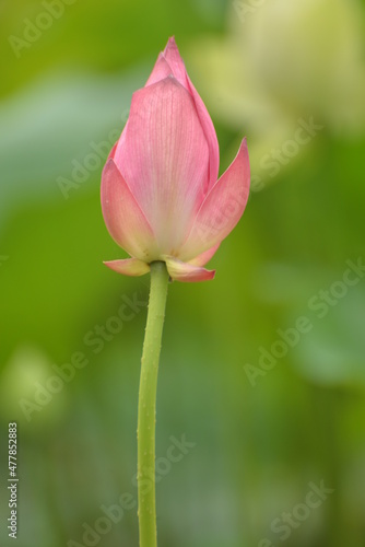 pink lotus flower in garden