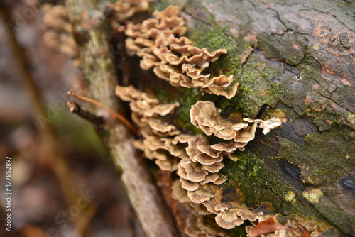 Fungus growing on dead trees