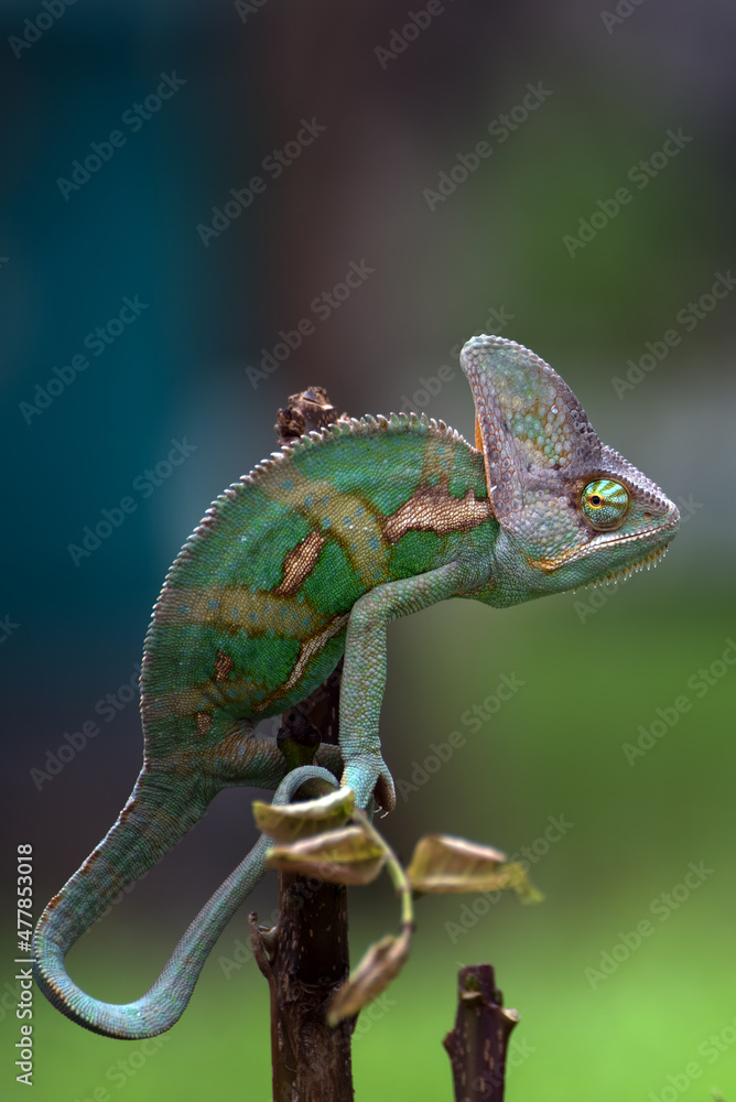 Fototapeta A veiled chameleon in position to catch a prey