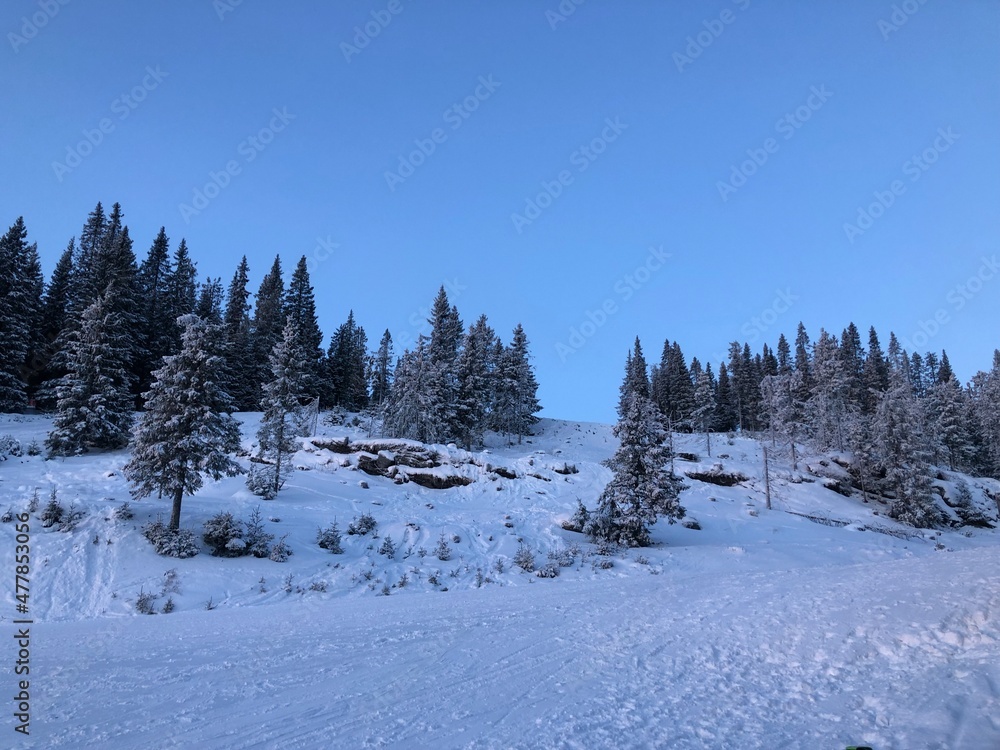 snow covered trees