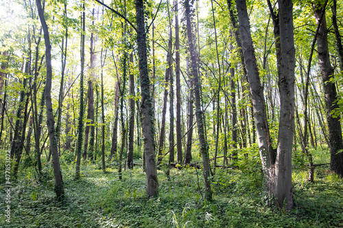 Wald im Sommer © fotograf-halle.com