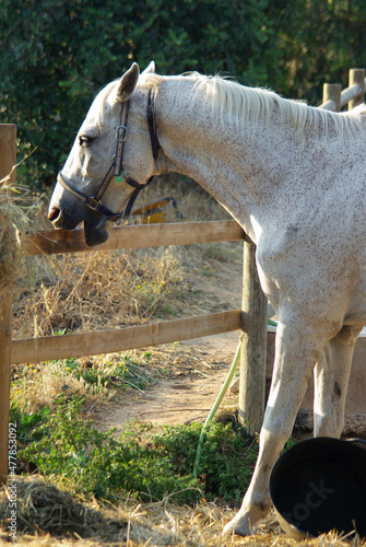 Horse crib-biting a wooden fence