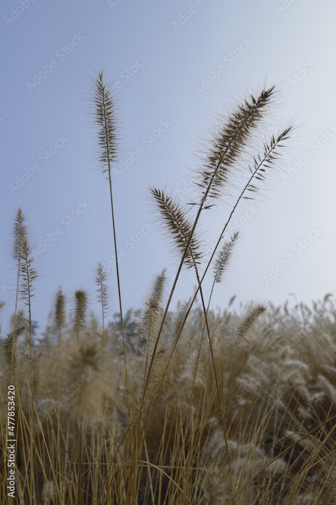 Fototapeta premium Gräser vor blauem Himmel