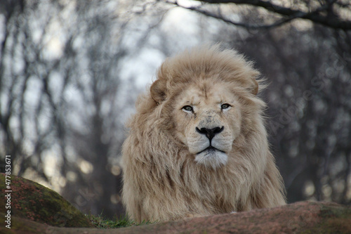 Gorgeous Male lion