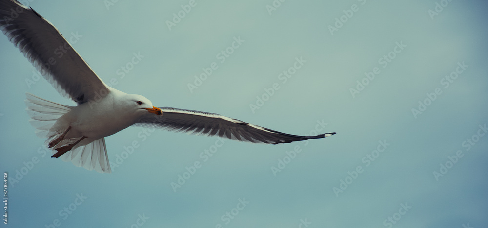 Obraz na płótnie seagull in flight w salonie