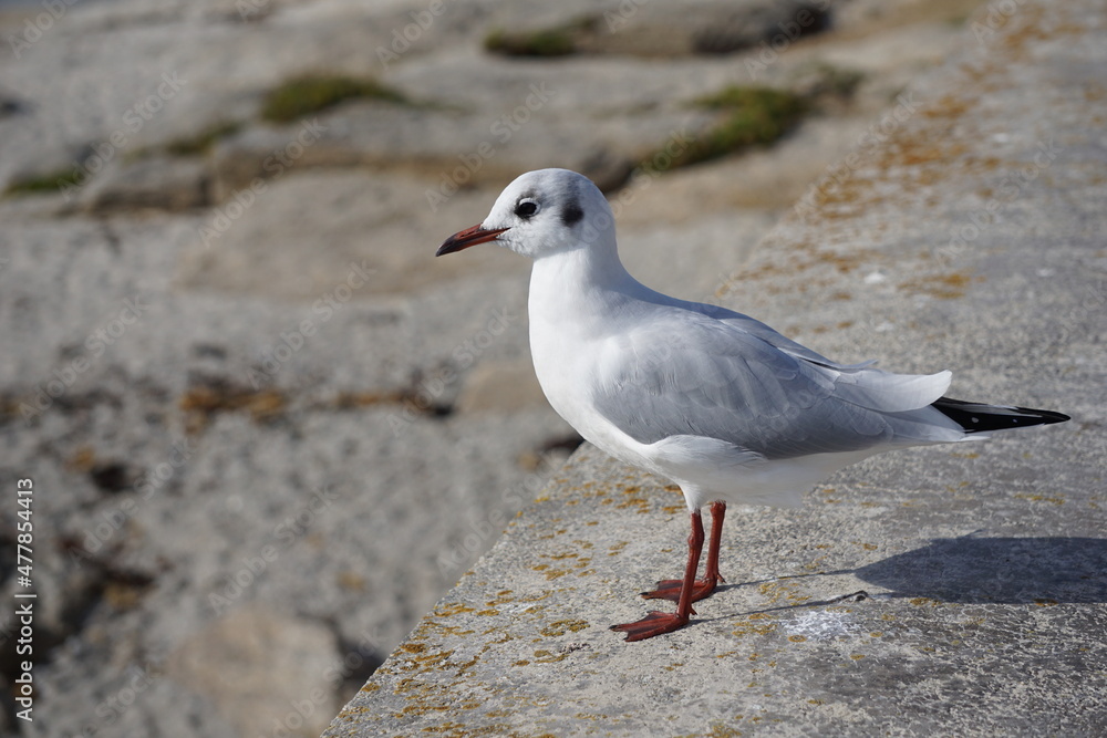 Mouette rieuse . Mouette rieuse .