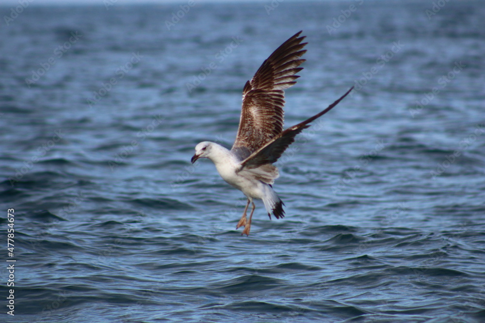 seagull in flight seagull in flight