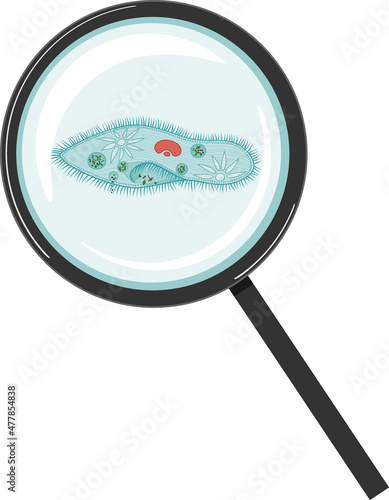 Paramecium caudatum under magnifying glass isolated on white background